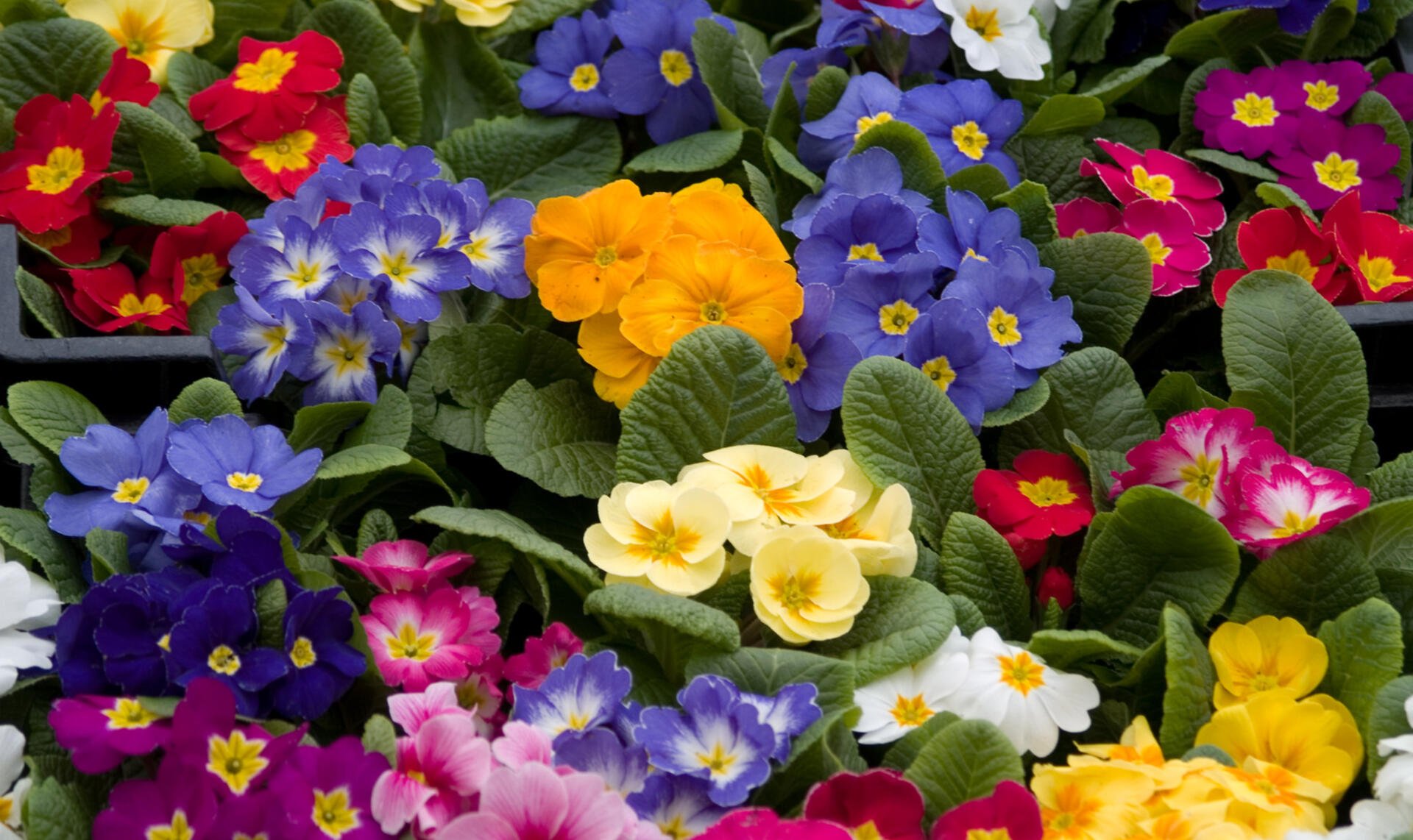 Primeln - Begrüßen Sie den Frühling mit Farbe!