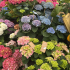 Bunte vielfältige Auswahl an Sommerblumen!